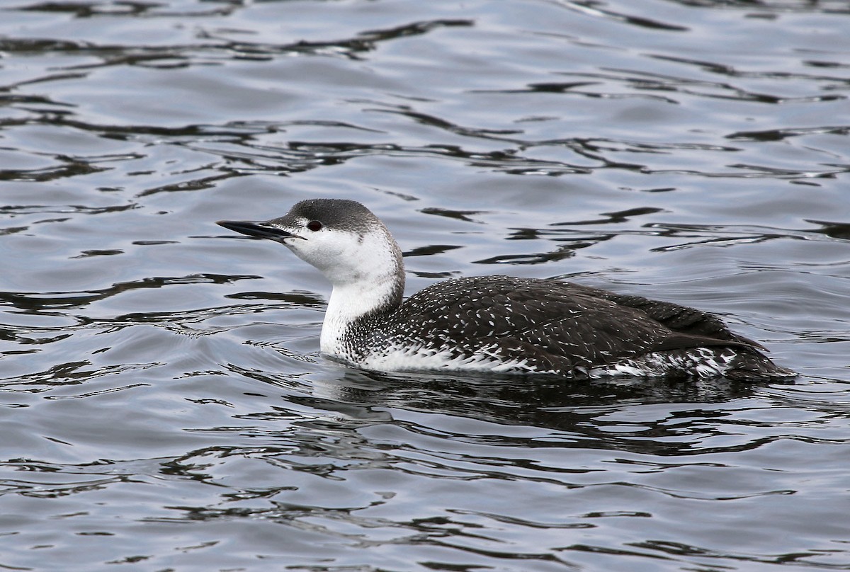 Red-throated Loon - ML129042711