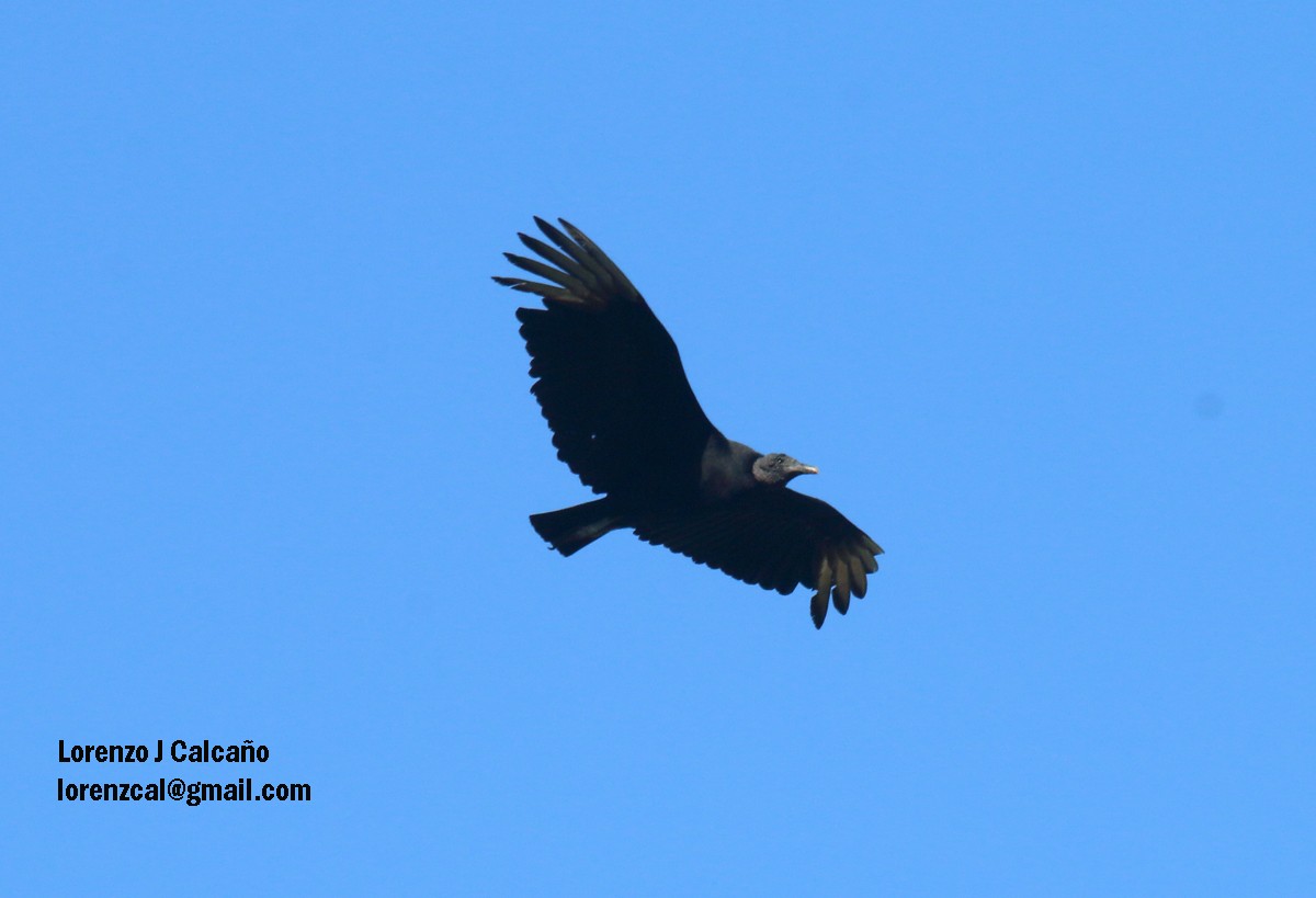 Black Vulture - ML129043911