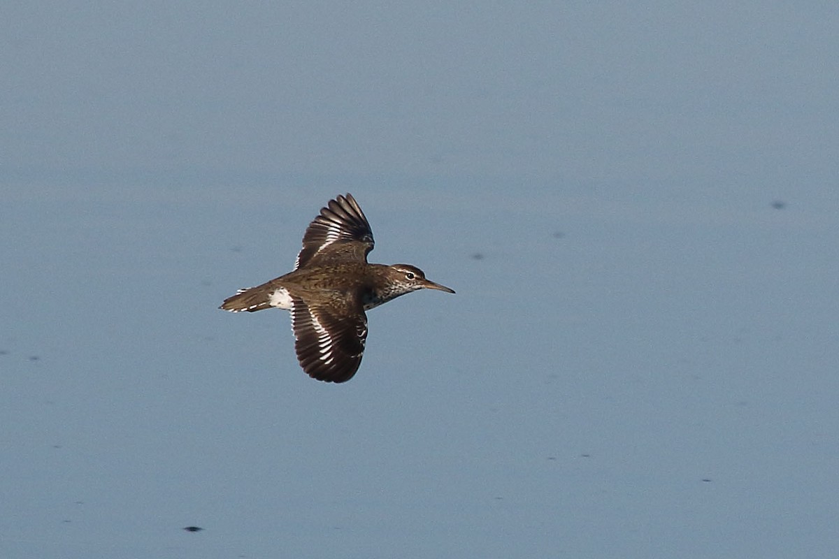 Spotted Sandpiper - Myles McNally