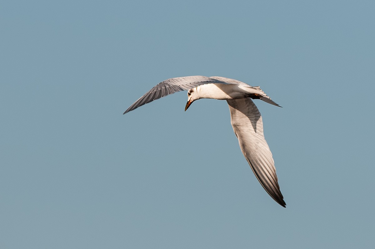 Gull-billed Tern - Marty DeAngelo