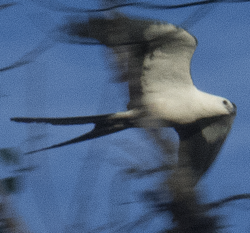 Swallow-tailed Kite - johnny powell