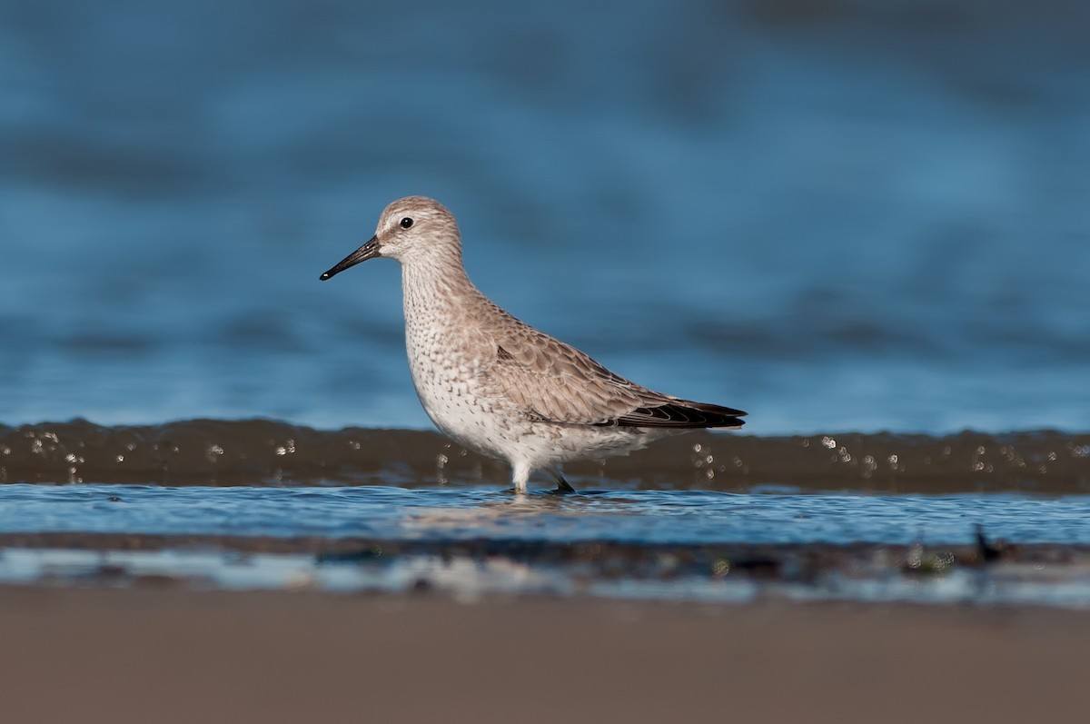 Red Knot - Marty DeAngelo