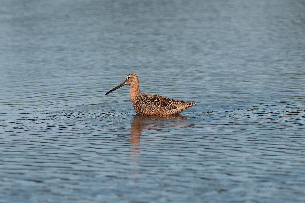 Long-billed Dowitcher - Marty DeAngelo