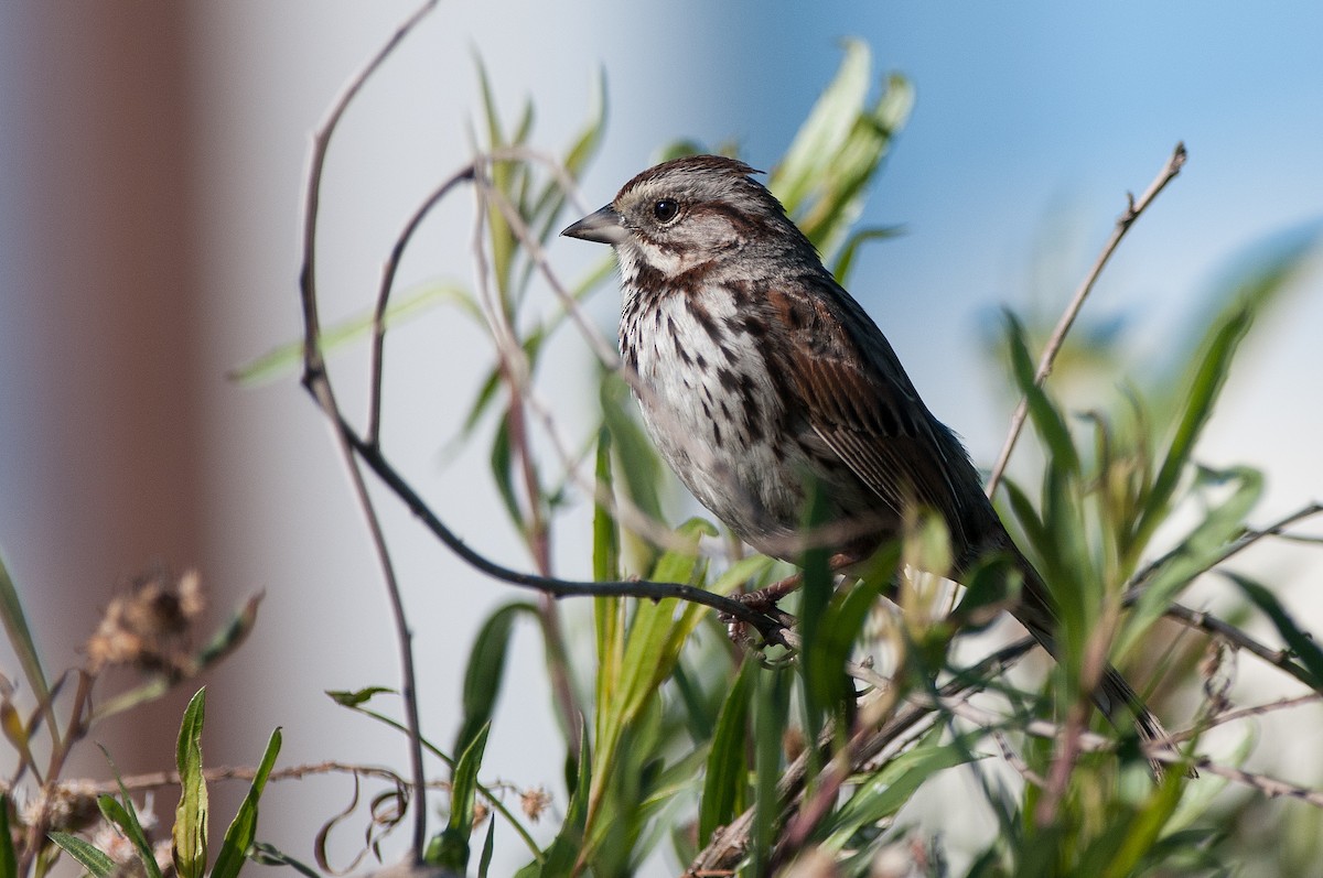 Song Sparrow (heermanni Group) - Marty DeAngelo