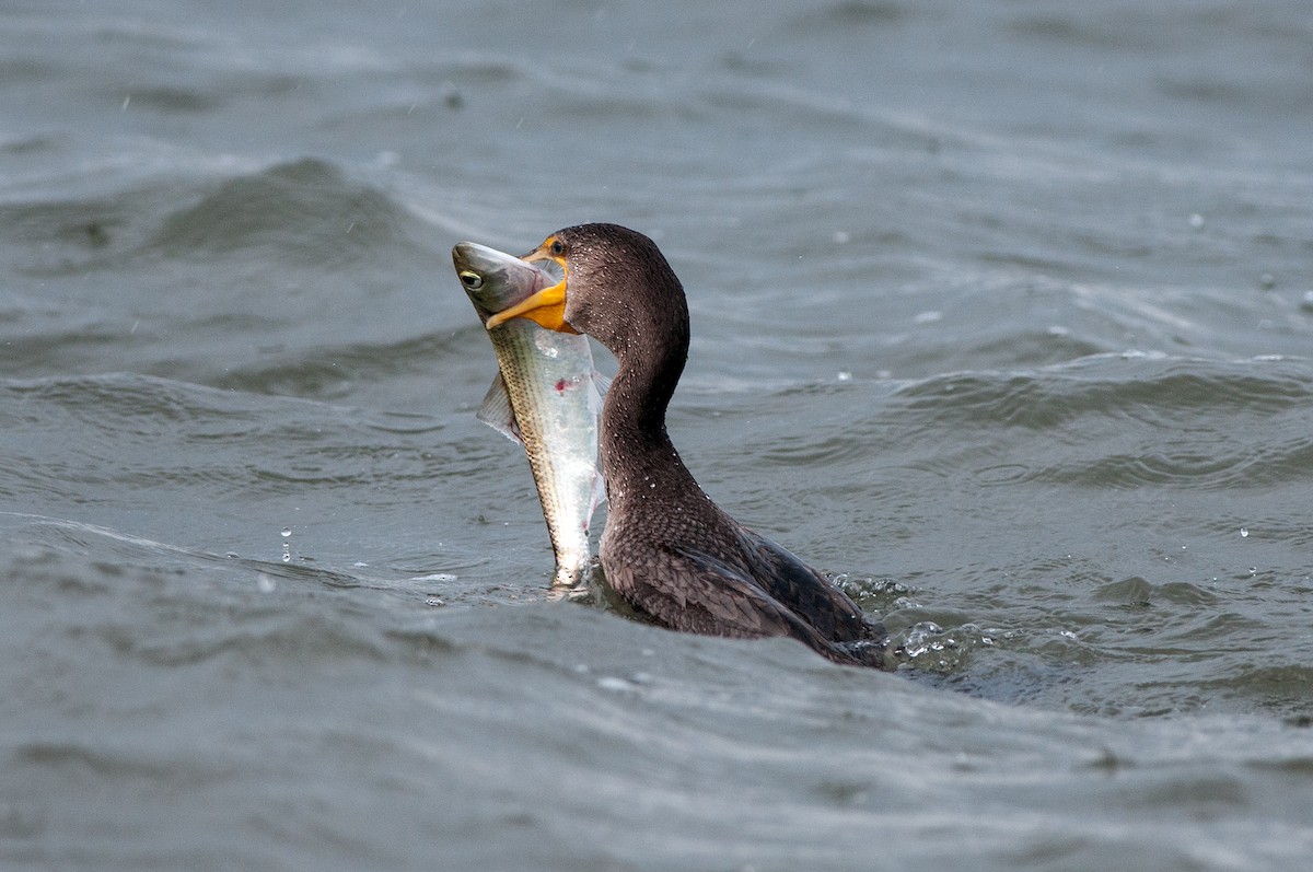 Double-crested Cormorant - Marty DeAngelo