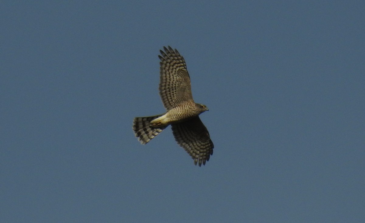 Eurasian Sparrowhawk - ML129055901