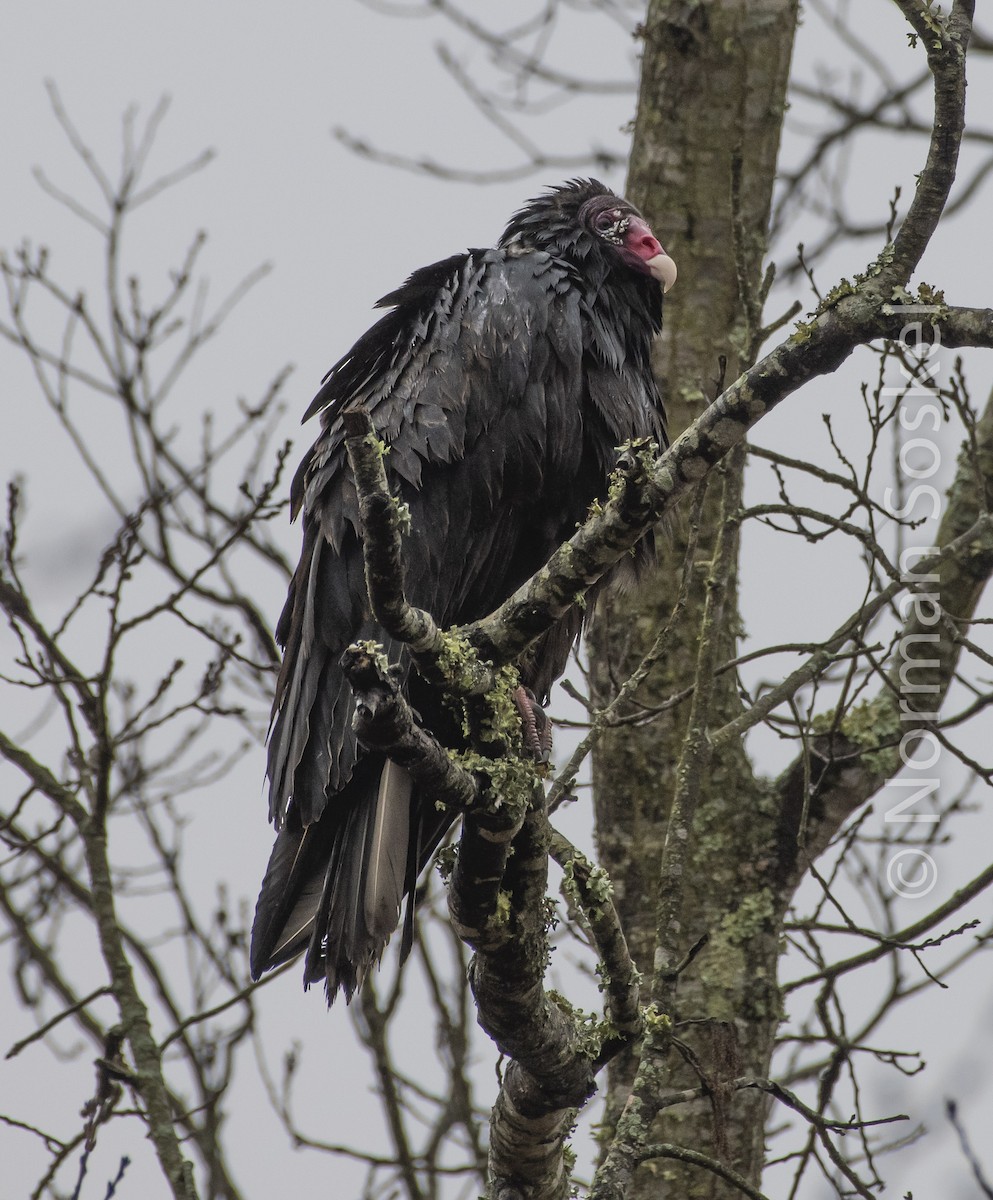 Turkey Vulture - Norman Soskel