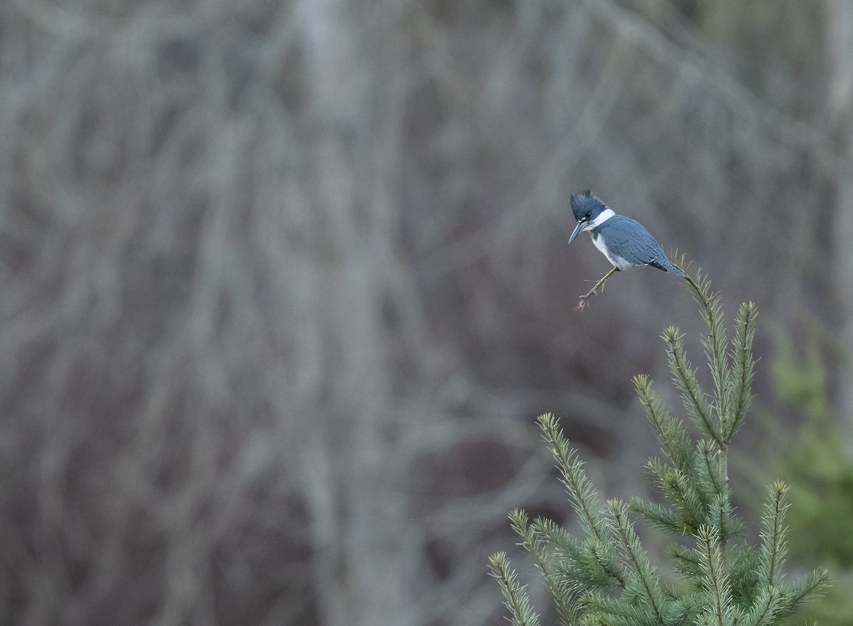 Belted Kingfisher - ML129069941