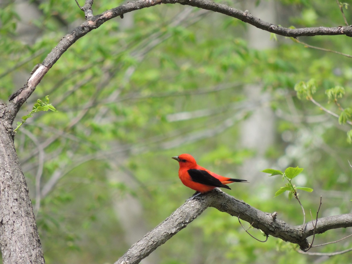 Scarlet Tanager - ML129075021