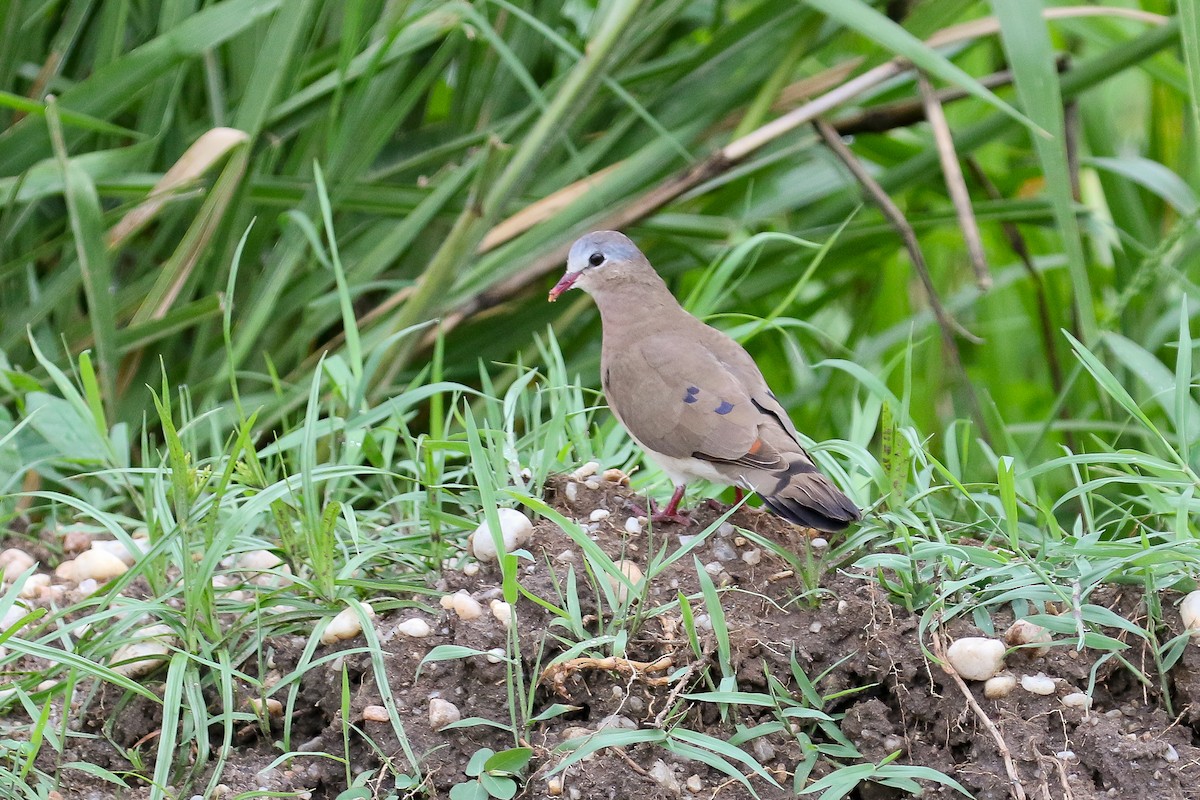 Blue-spotted Wood-Dove - Michael O'Brien