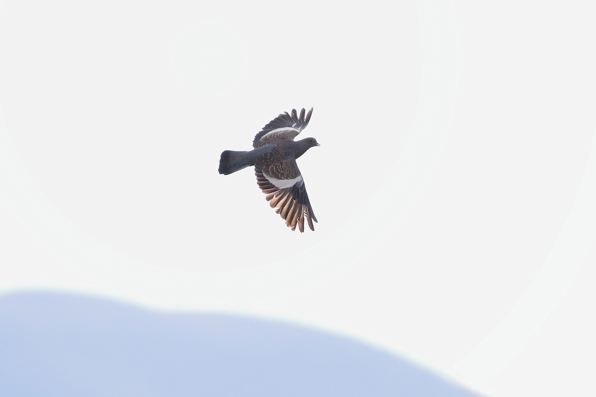 Spot-winged Pigeon - Jon Irvine