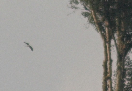 Swallow-tailed Kite - Dave Czaplak