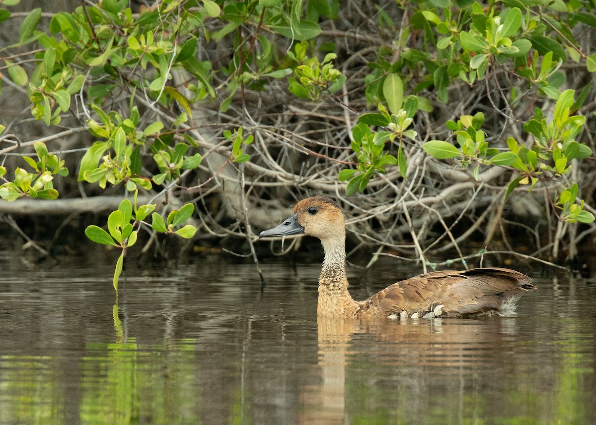 West Indian Whistling-Duck - ML129079681
