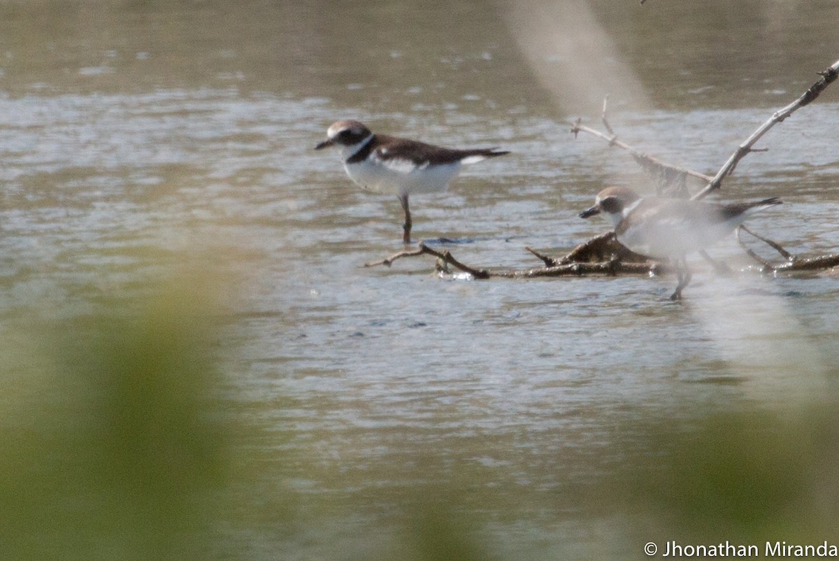Semipalmated Plover - ML129079711