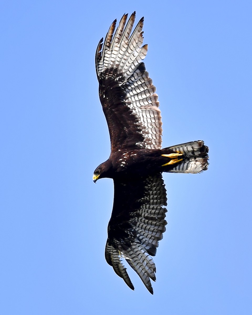Zone-tailed Hawk - ML129079911