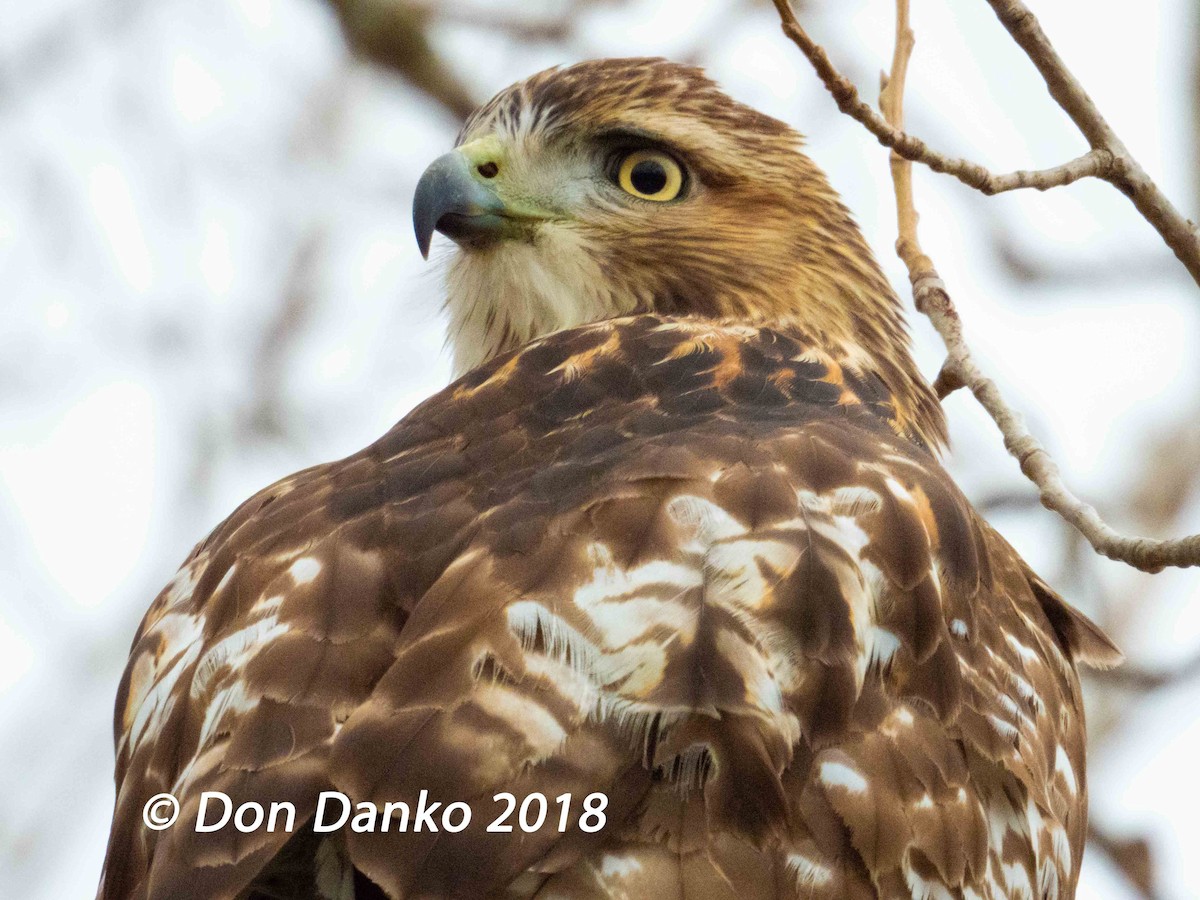 Red-tailed Hawk - Don Danko