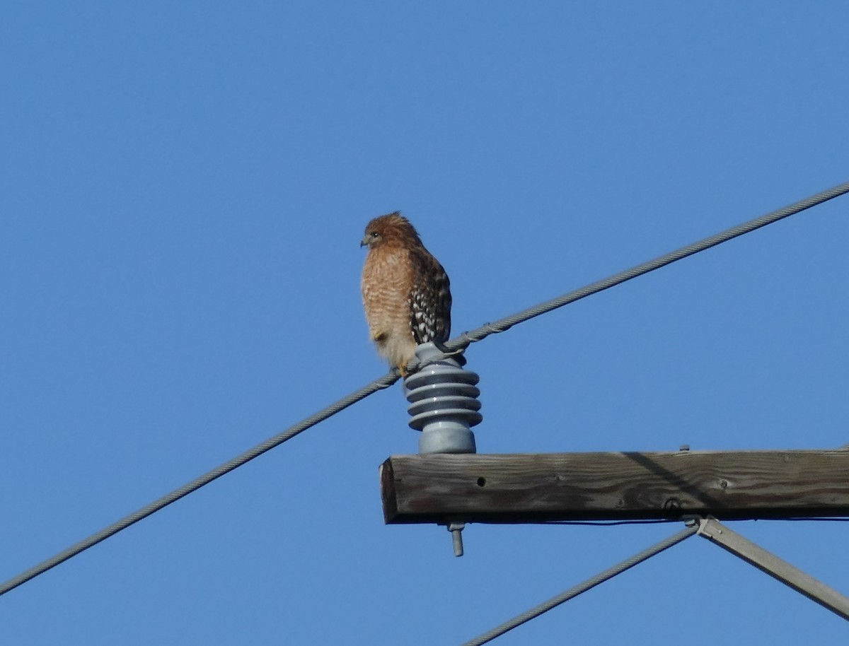 Red-shouldered Hawk (lineatus Group) - Chris Payne