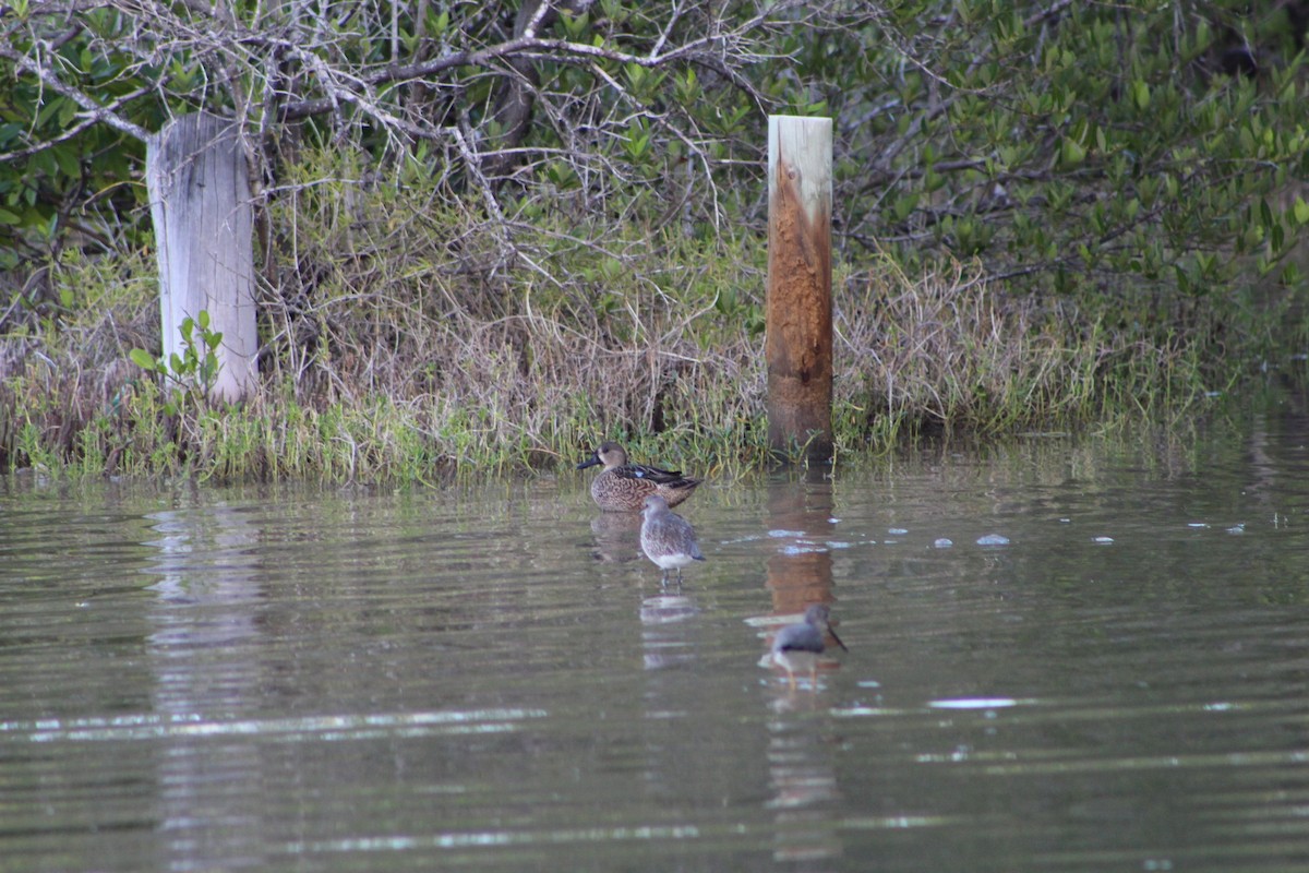 Blue-winged Teal - ML129095391