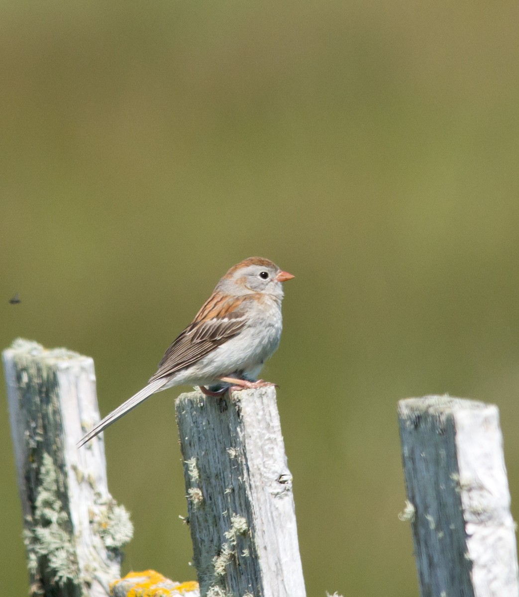 Field Sparrow - ML129095971