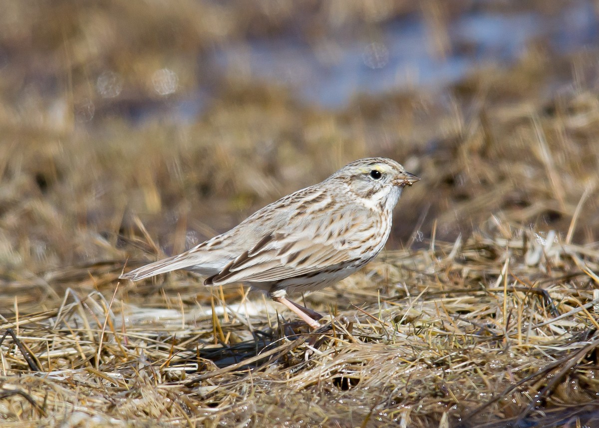 Savannah Sparrow (Ipswich) - ML129098451