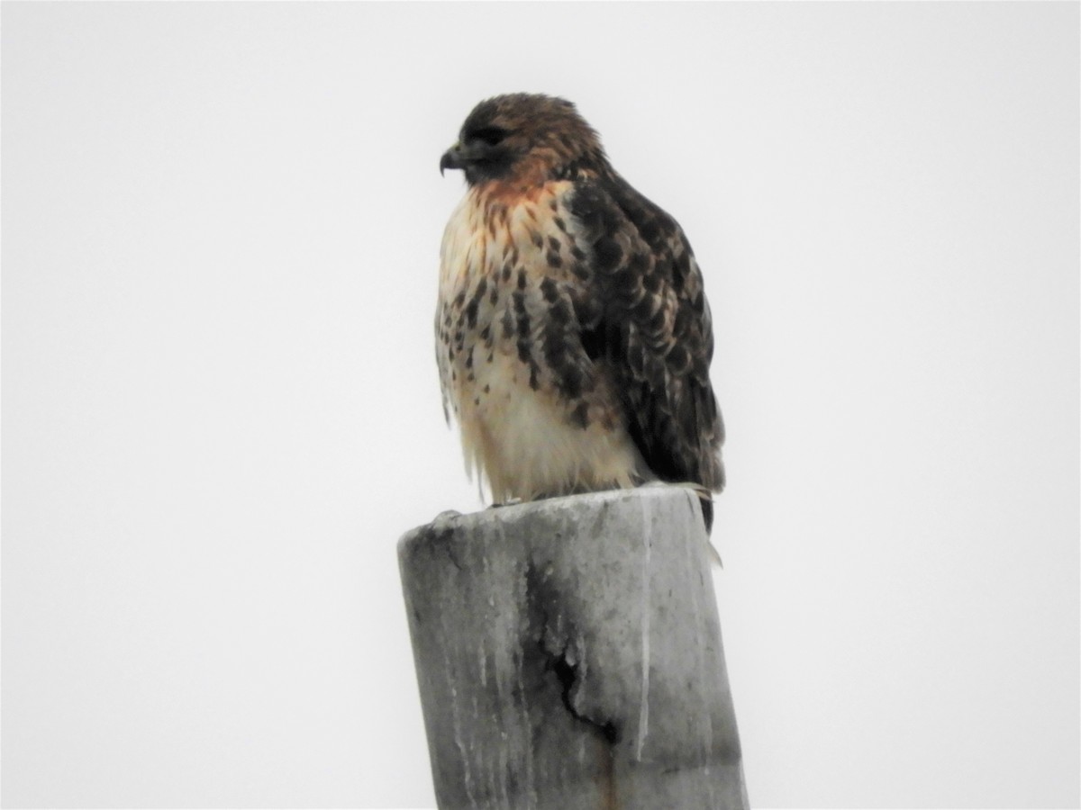 Red-tailed Hawk - John Gaglione