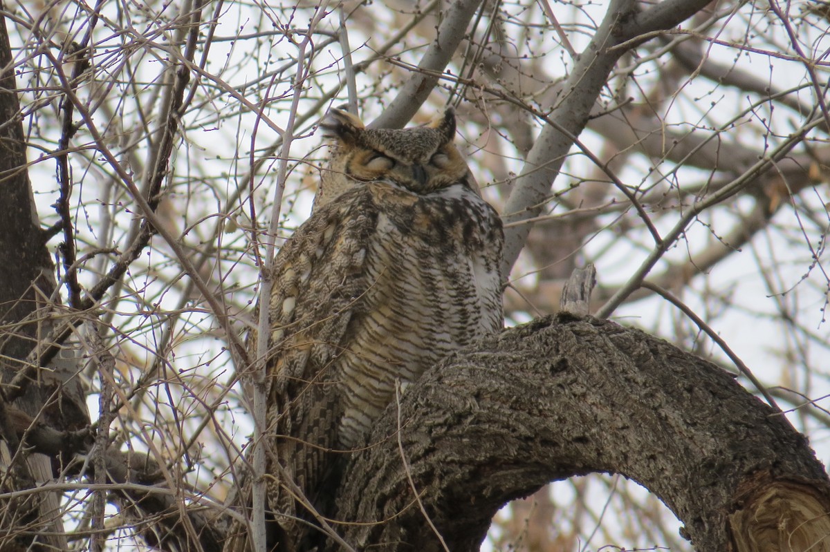 Great Horned Owl - ML129101651