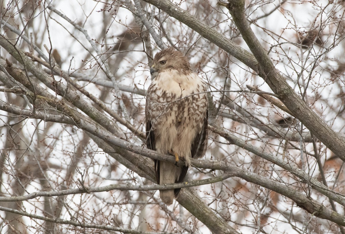 Red-tailed Hawk - ML129101661