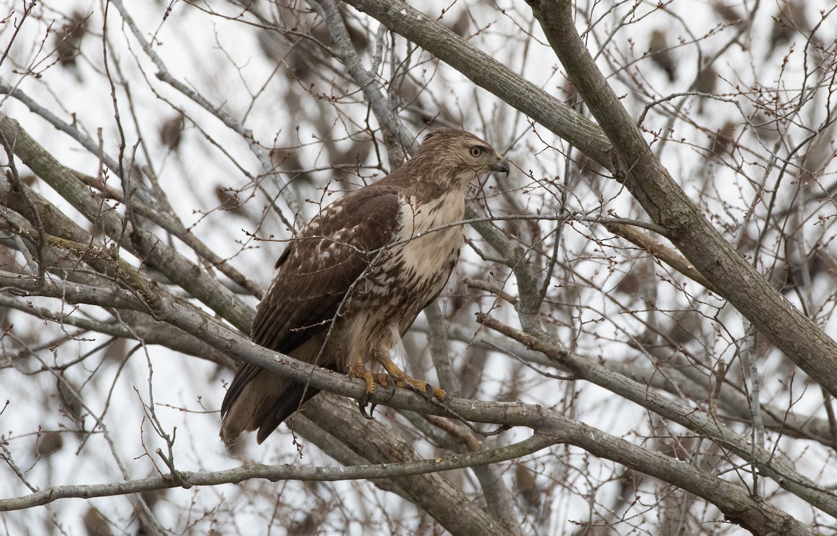 Red-tailed Hawk - ML129101671