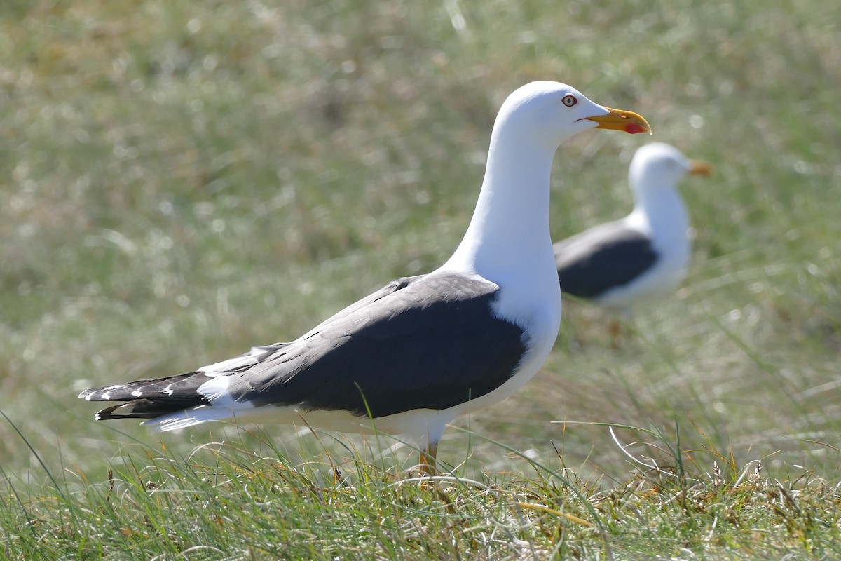 Lesser Black-backed Gull (intermedius) - ML129102251