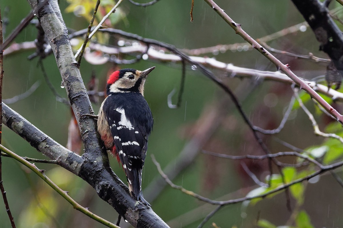 Crimson-breasted Woodpecker - Vincent Wang
