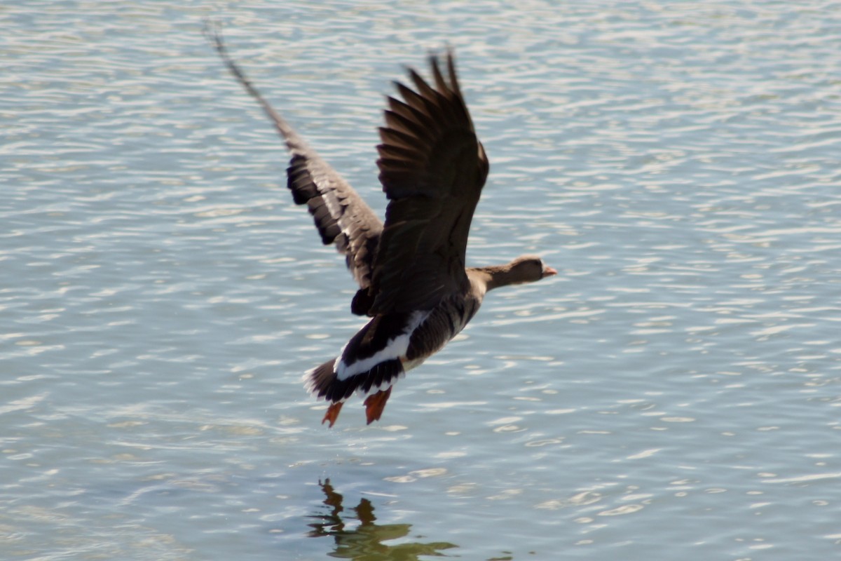 Greater White-fronted Goose - ML129114481