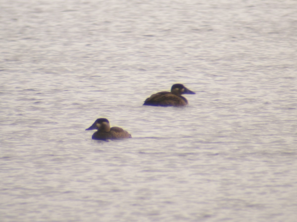 eBird Checklist 20 Oct 2012 Reeds Lake 28 species (+1 other taxa)