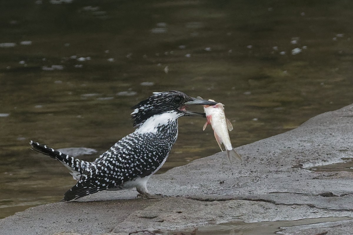Crested Kingfisher - ML129115931