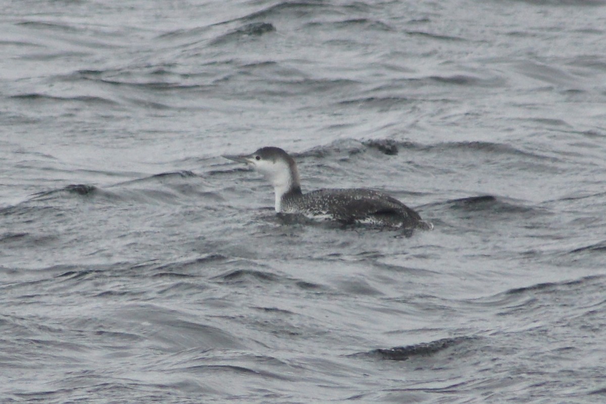 Red-throated Loon - ML129118431