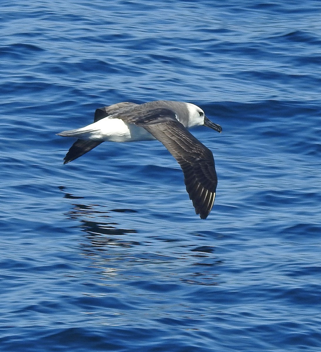 albatros šedohlavý - ML129120791