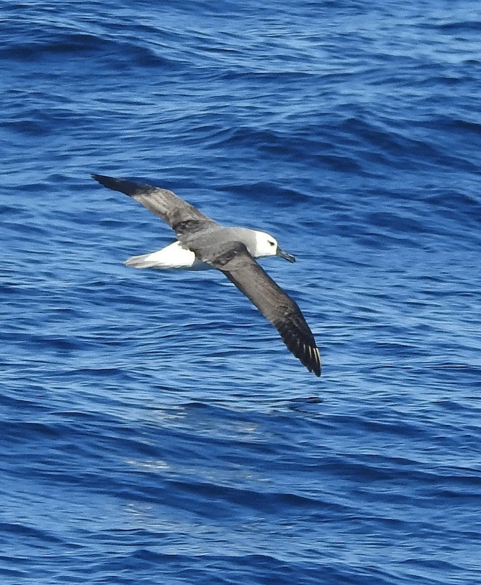 Albatros à tête grise - ML129120841