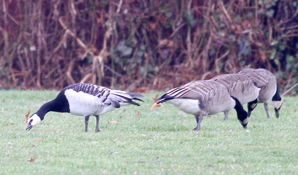 Barnacle Goose - Anthony Collerton