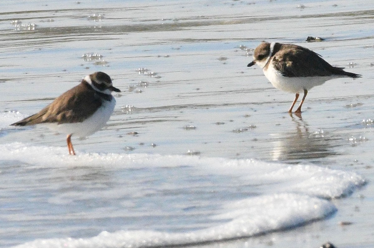 Semipalmated Plover - Lewis Gray