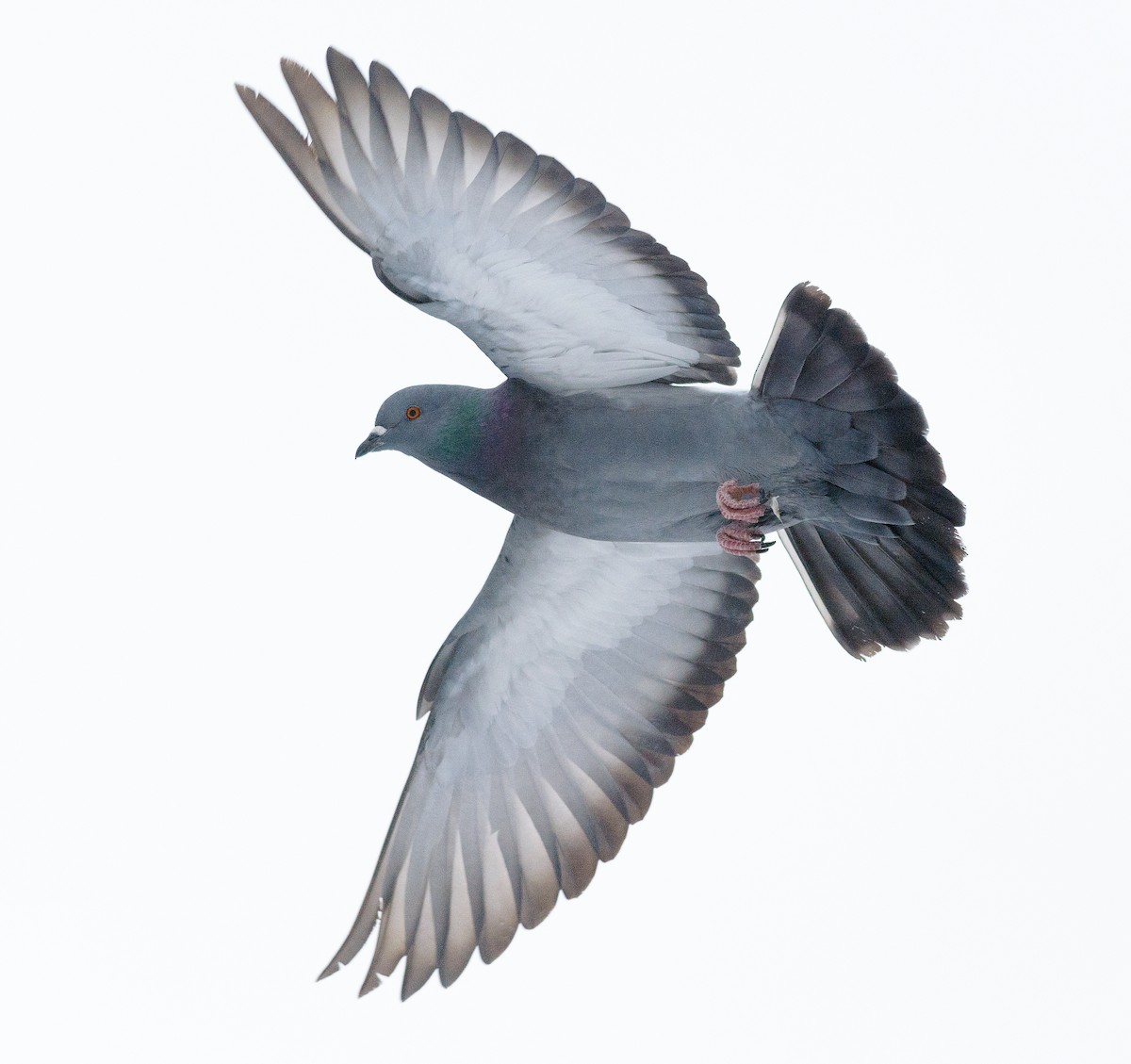 Rock Pigeon (Feral Pigeon) - ML129129361