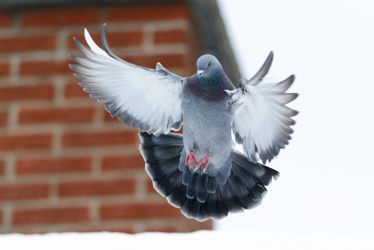 Rock Pigeon (Feral Pigeon) - ML129129371