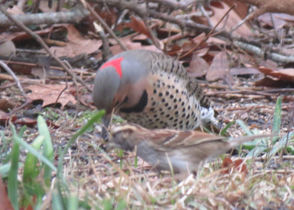 Northern Flicker - Judy and Don Self
