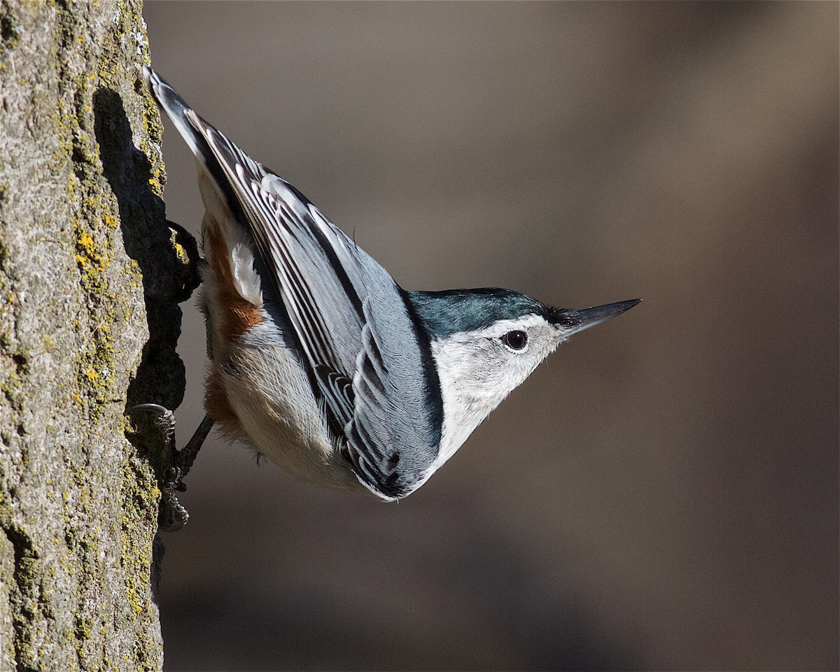 White-breasted Nuthatch - ML129133851