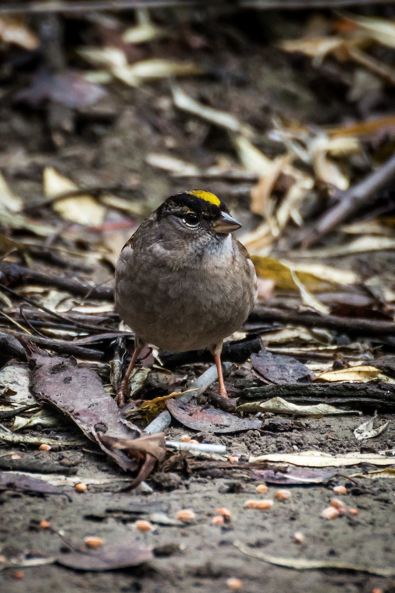 Golden-crowned Sparrow - Darren Kirby