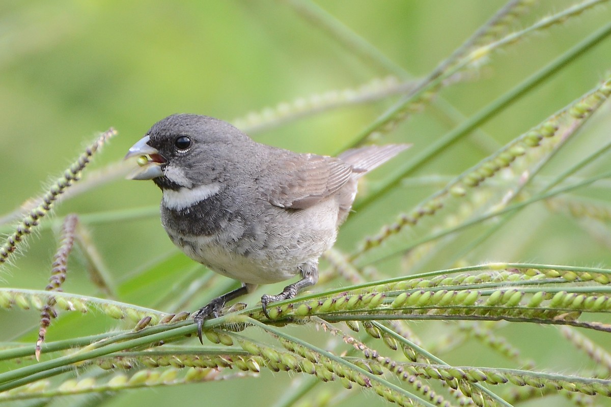 Double-collared Seedeater - ML129142321