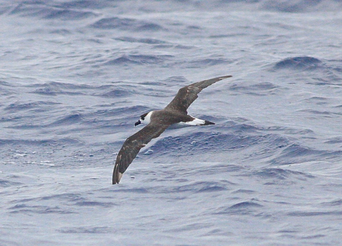 Black-capped Petrel - Anthony Collerton
