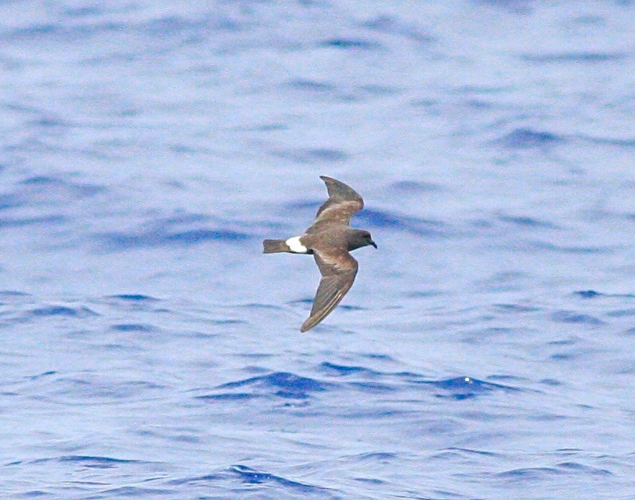 Band-rumped Storm-Petrel - Anthony Collerton