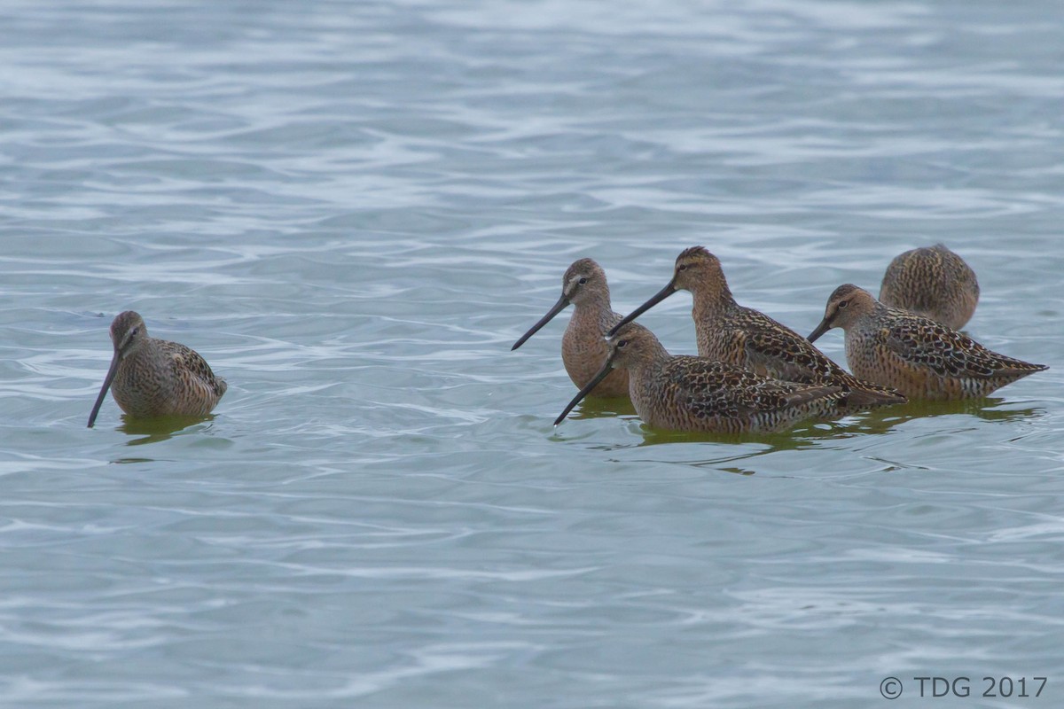 Long-billed Dowitcher - ML129150231