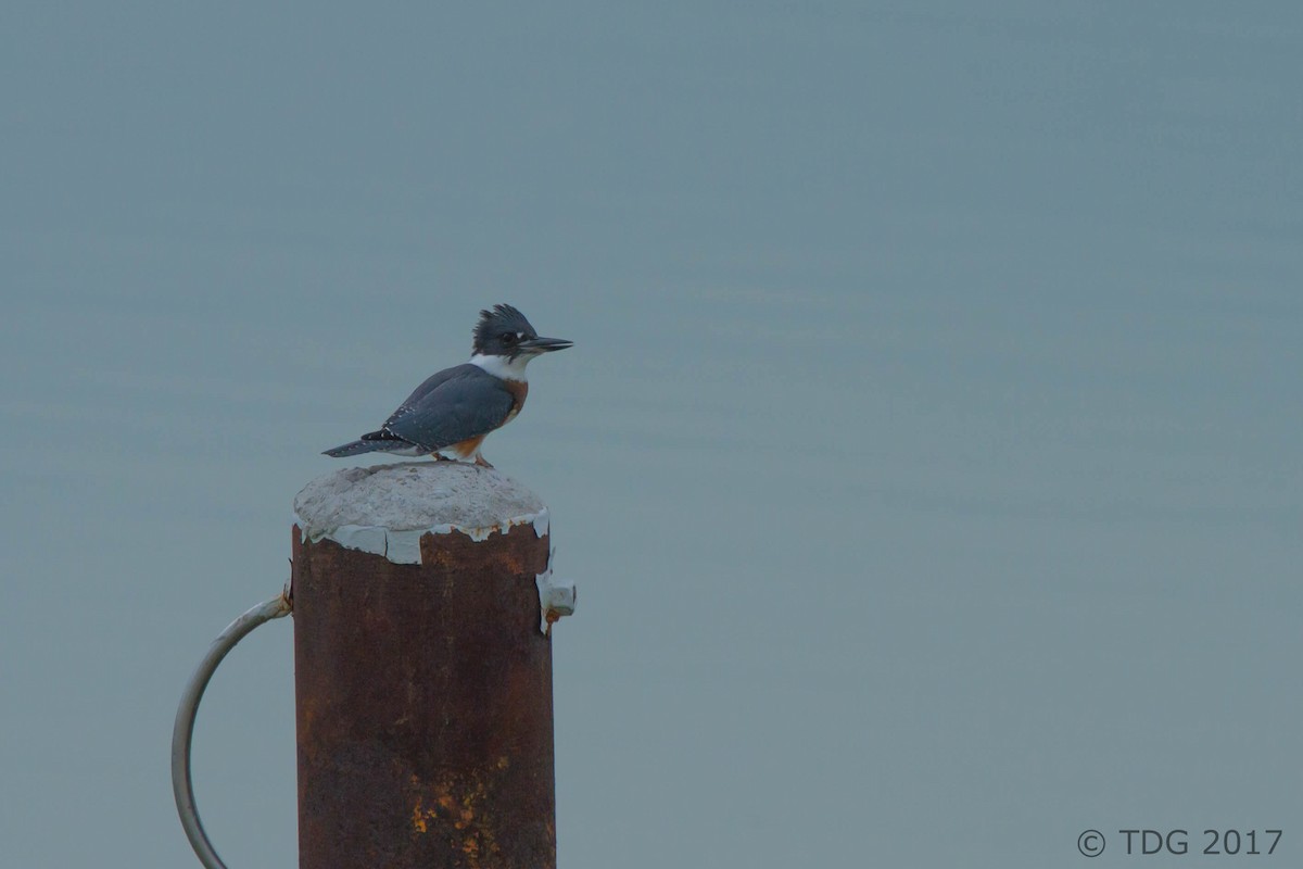 Belted Kingfisher - ML129151671