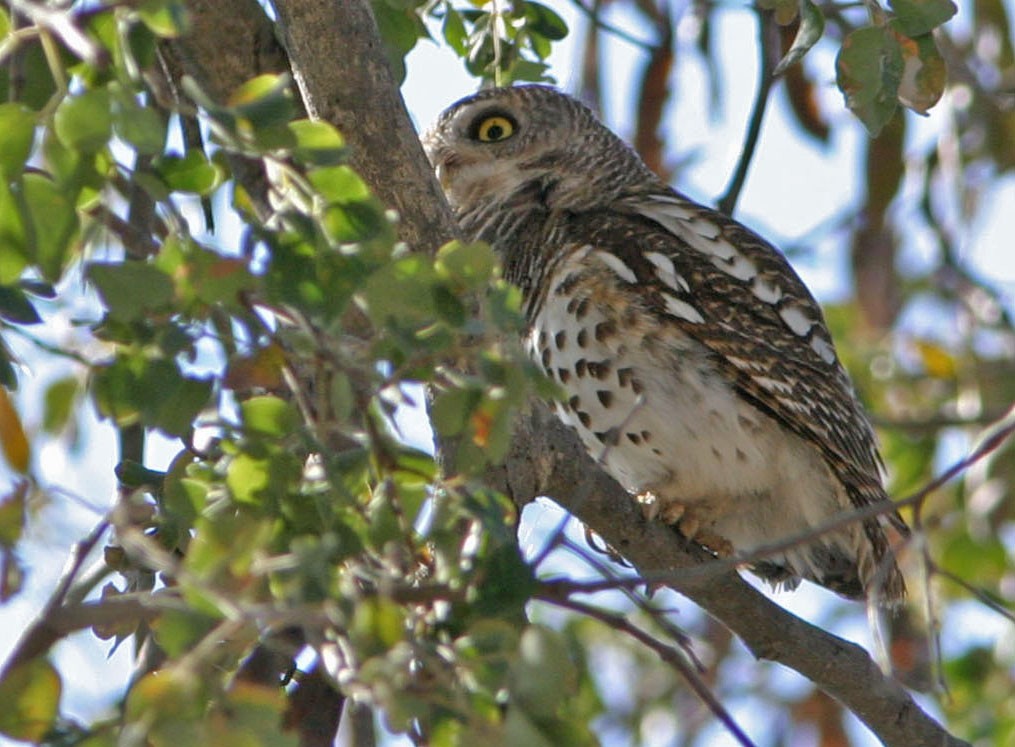 African Barred Owlet - Don Roberson