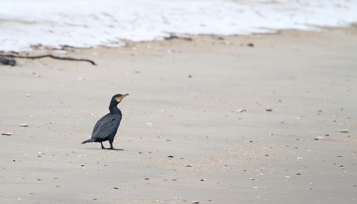 Great Cormorant (North Atlantic) - Ryan Schain